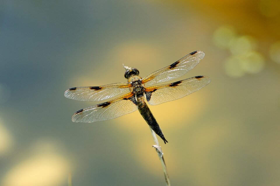 Macro dragonfly insect
