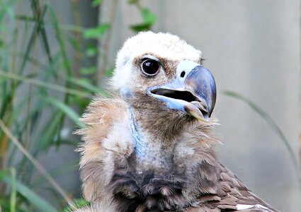 Bird of prey scavengers plumage