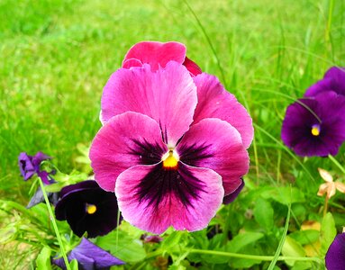 Garden purple spring photo