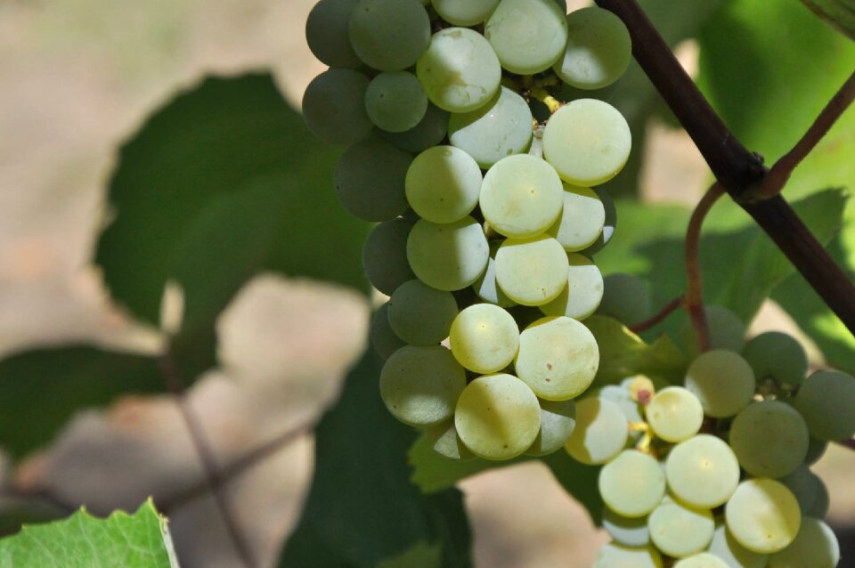 Grapes garden harvest
