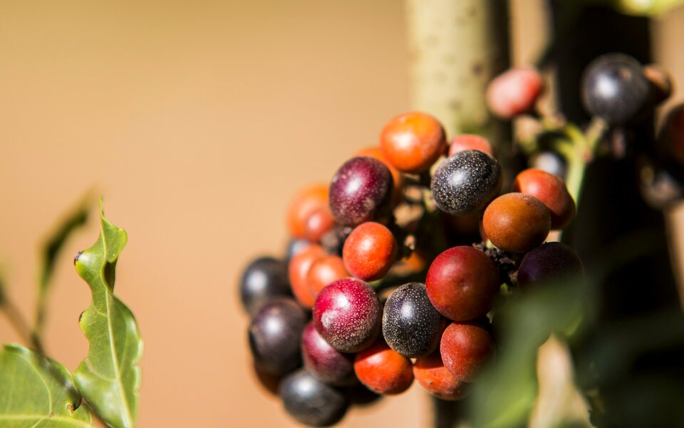 Cerrado fruit of the cerrado brazilian cerrado