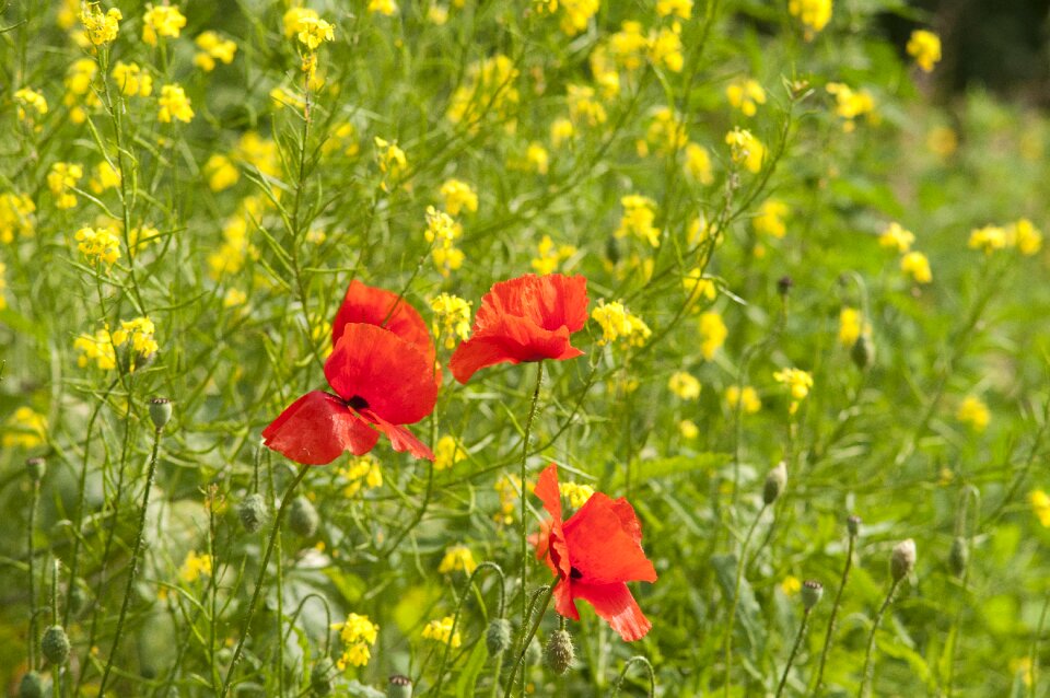 Flower nature red