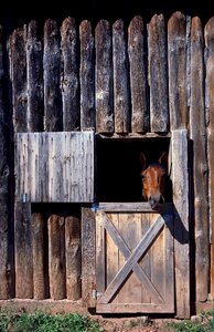 Nature brown equestrian