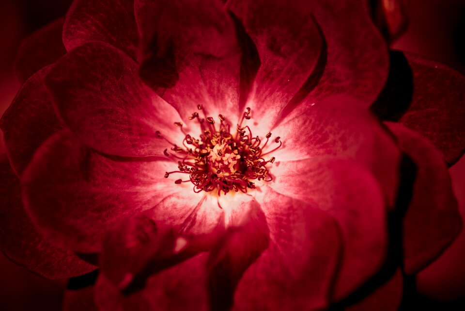 Center closeup color