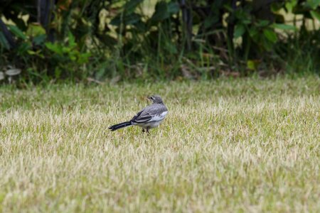 Lawn little bird high security level photo