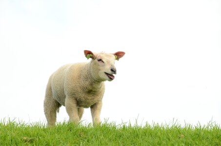 Mammal sheep lamb photo