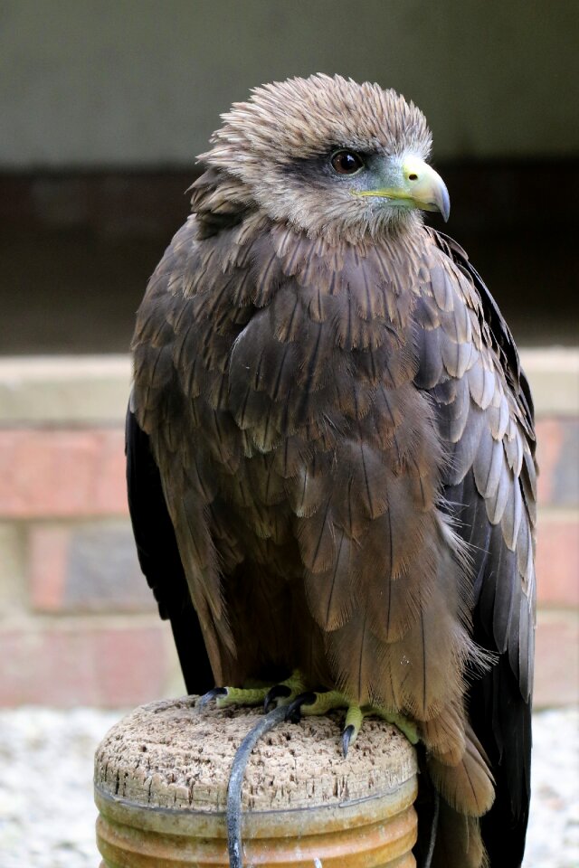 Nature beak wildlife photo