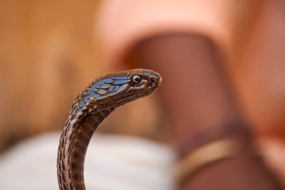 Snake snake charmers cobra