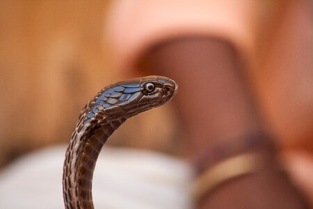 Snake snake charmers cobra