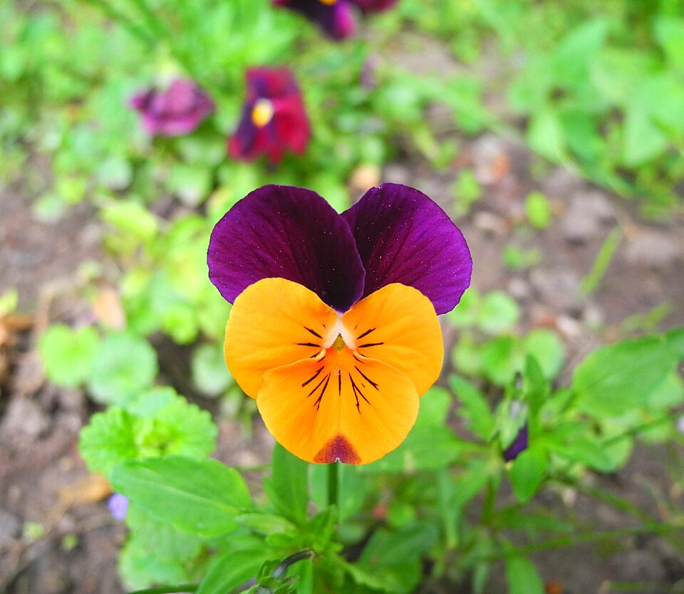 Flower garden spring plant
