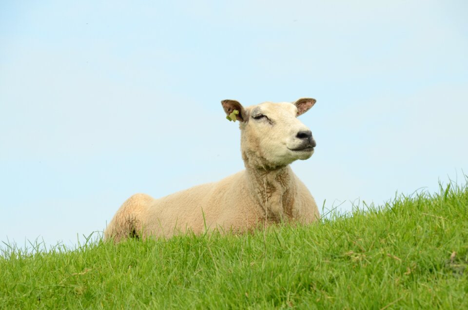 Mammal sheep pasture