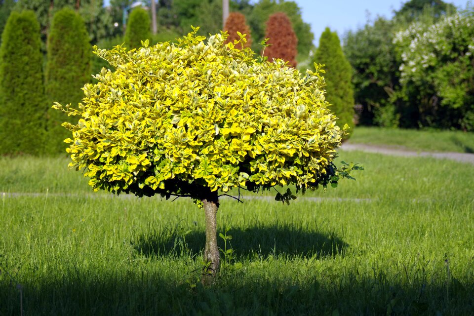 Green a thumbnail green tree