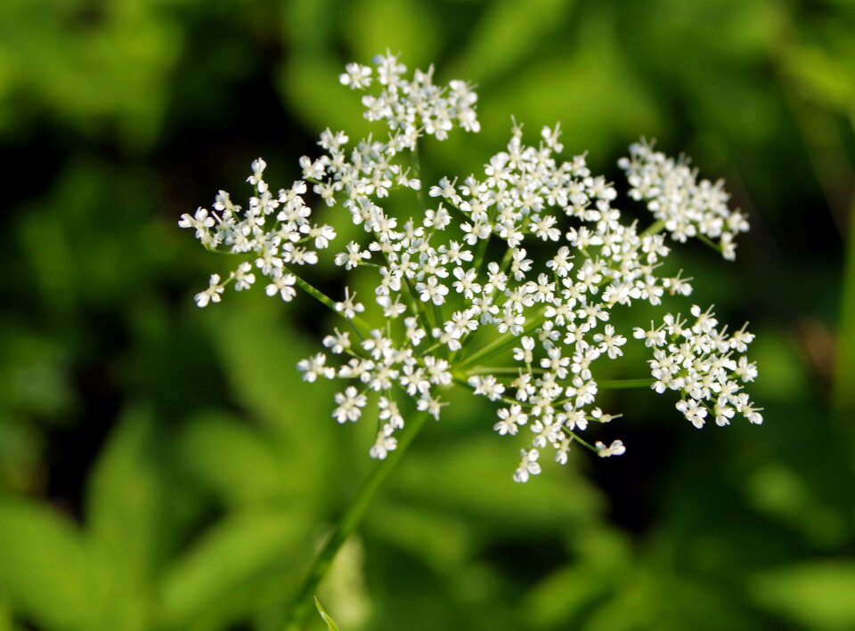 Dangerous flower meadow