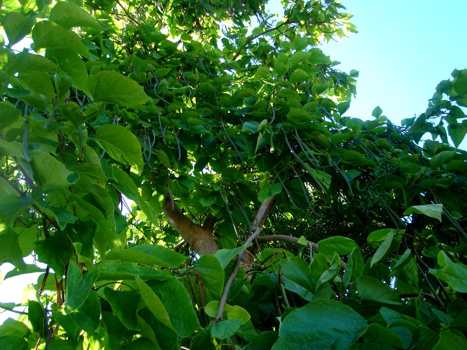 dsc04062.jpg 