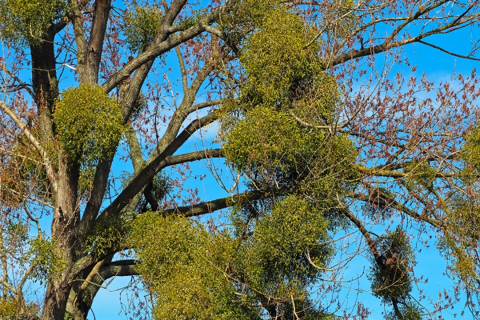 Spring parasite sky
