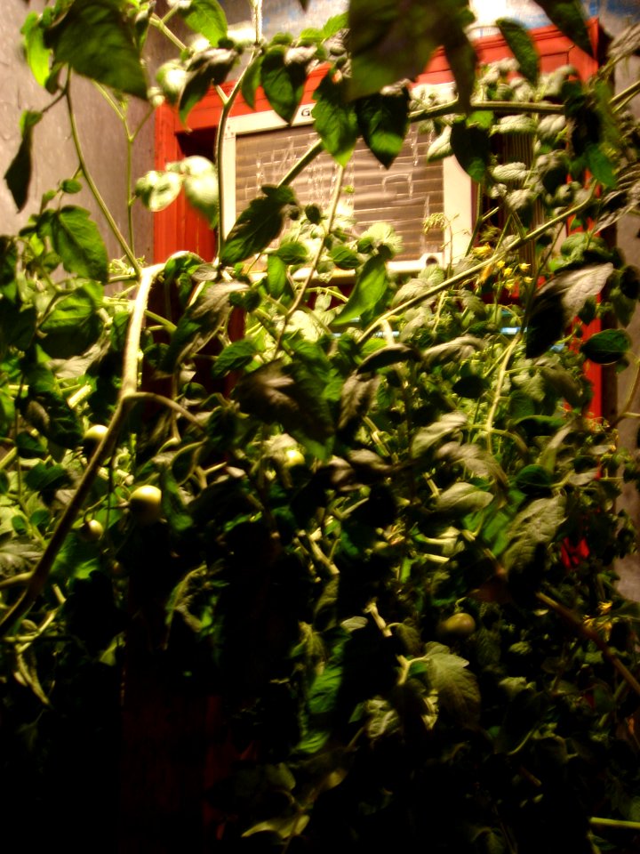 dsc04129.jpg 