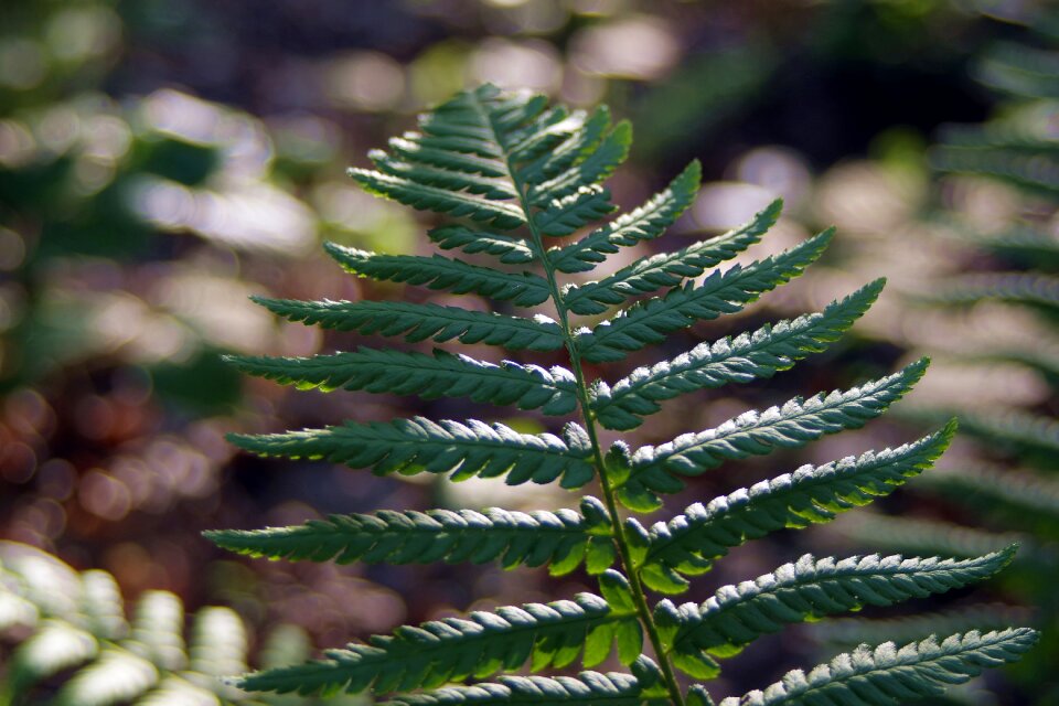 Fern leaf fern flower ferns