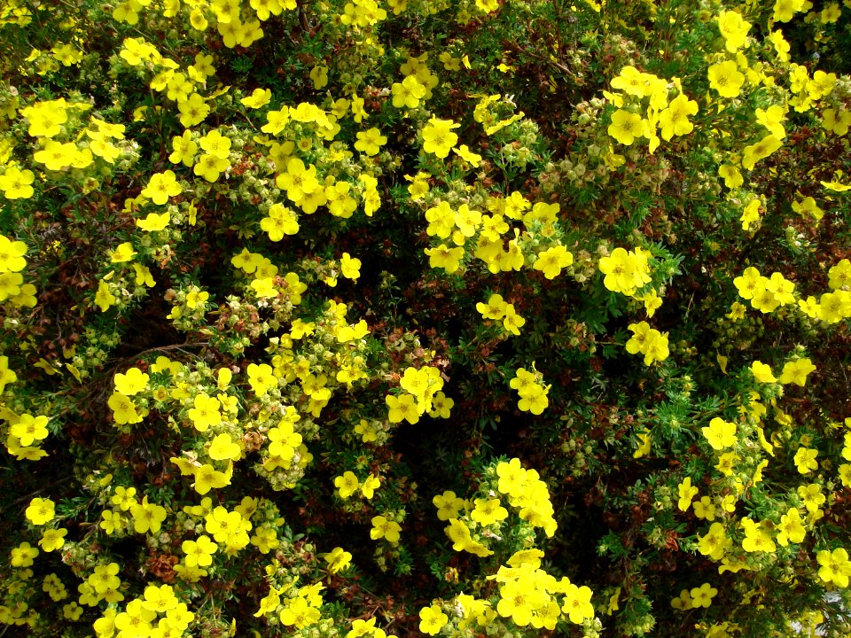 dsc04144.jpg 