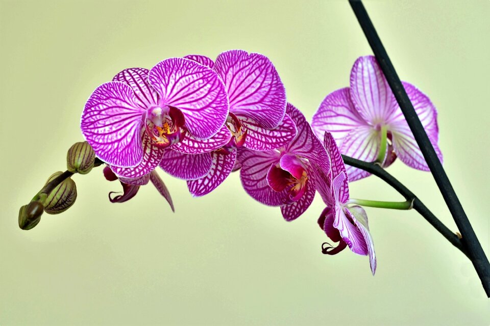 Nature plant beautiful