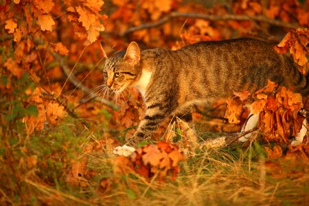 Autumn leaves tiger cat