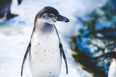Cold nature penguin photo