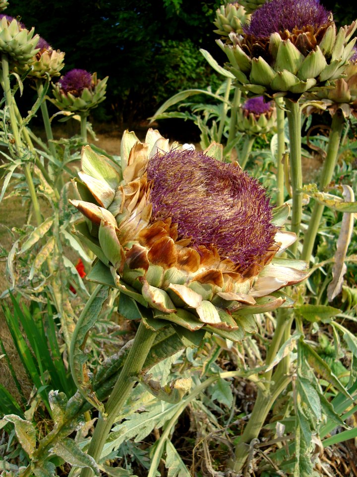 dsc04231.jpg 