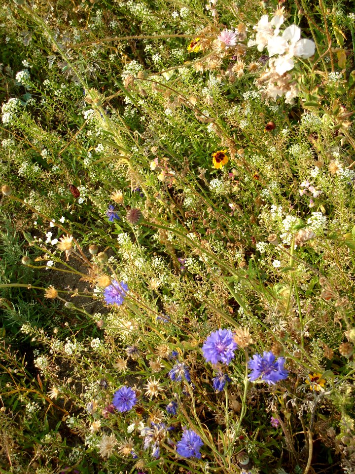 dsc04234.jpg 