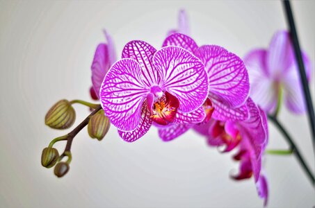 Nature plant beautiful