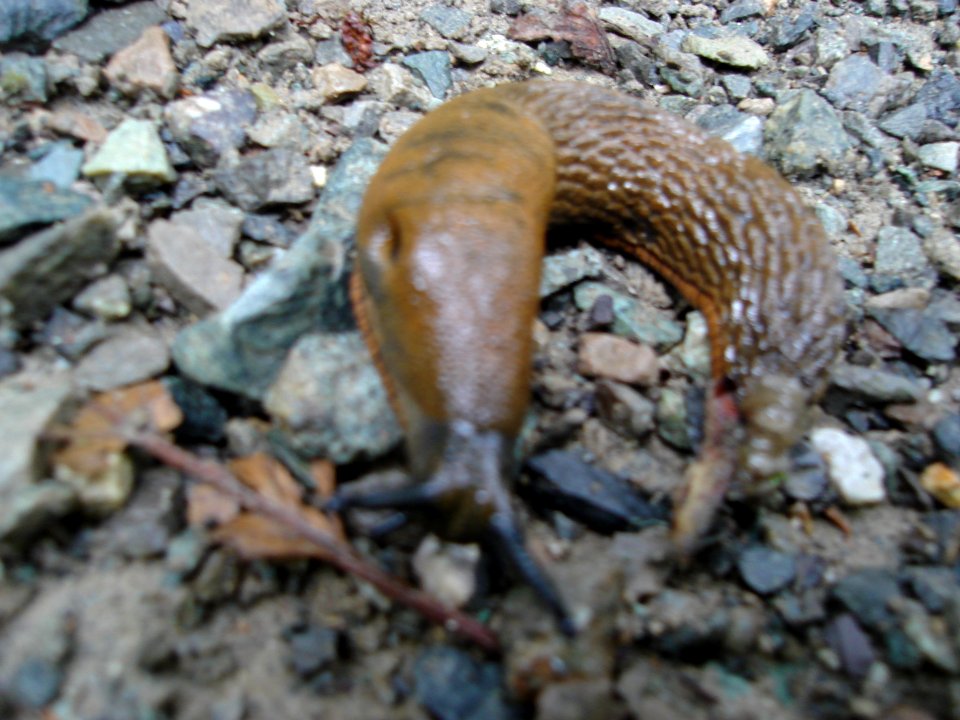 dsc04309.jpg 