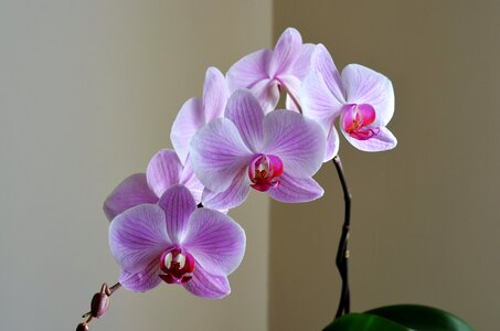 Nature plant beautiful