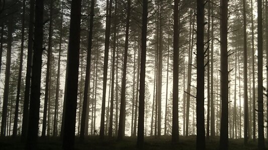 Mist nature landscape