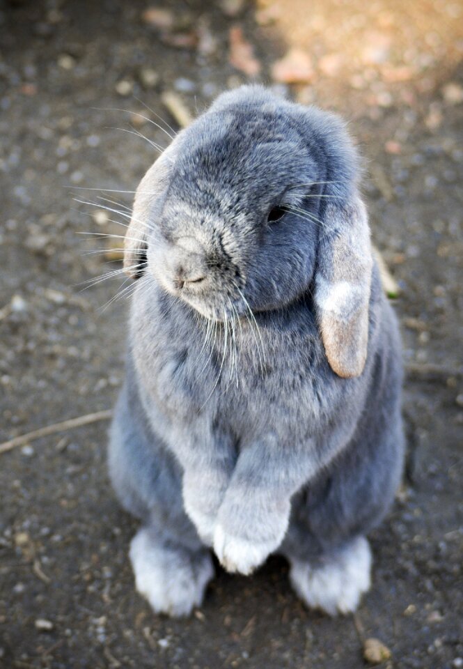 Pet cute easter