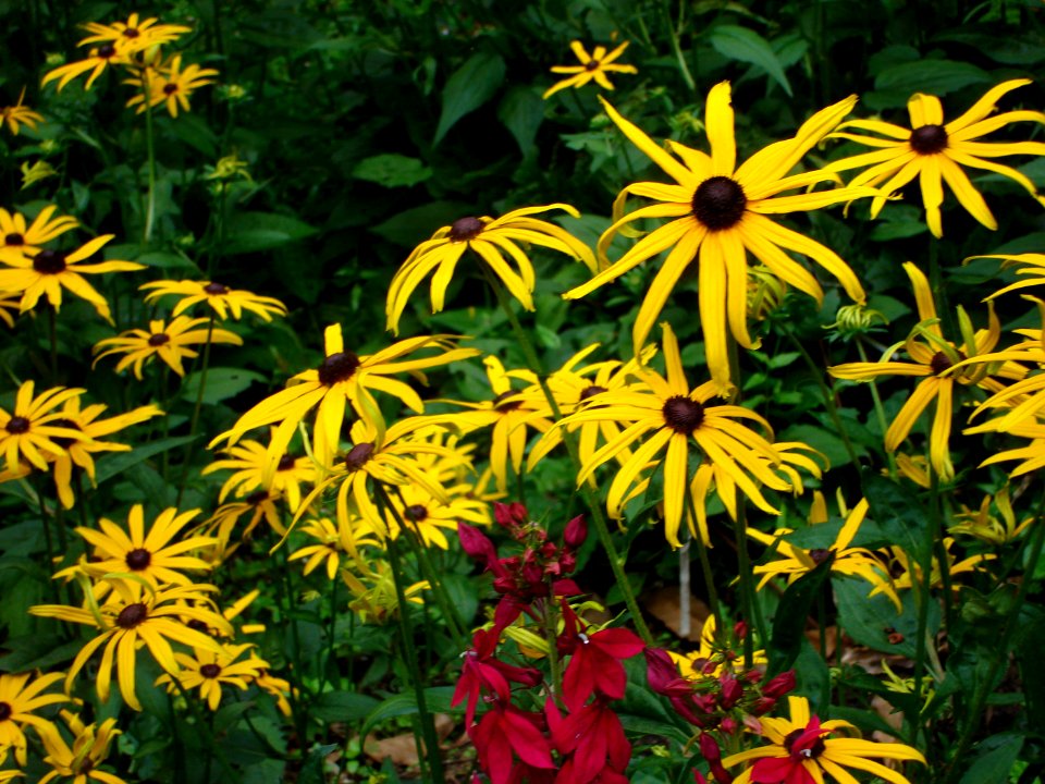 dsc04501.jpg 
