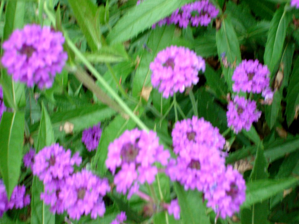dsc04500.jpg 
