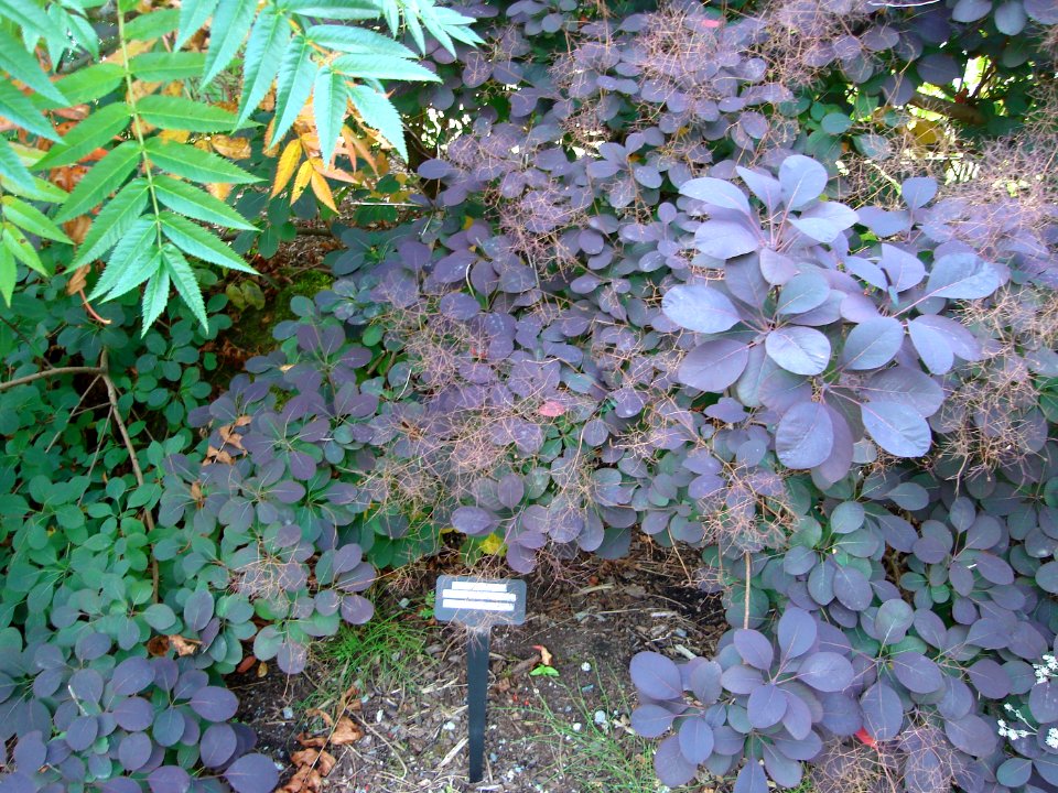 dsc04521.jpg 