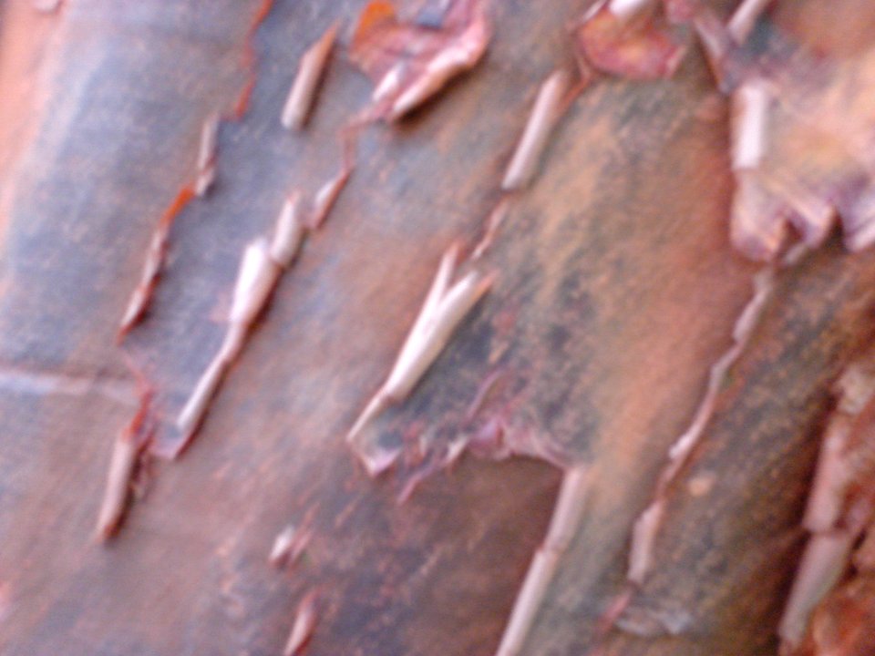 dsc04516.jpg 