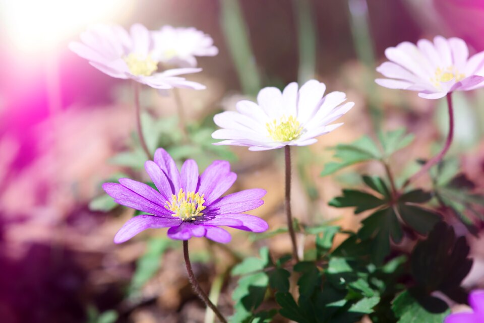 Violet white anemone purple anemone