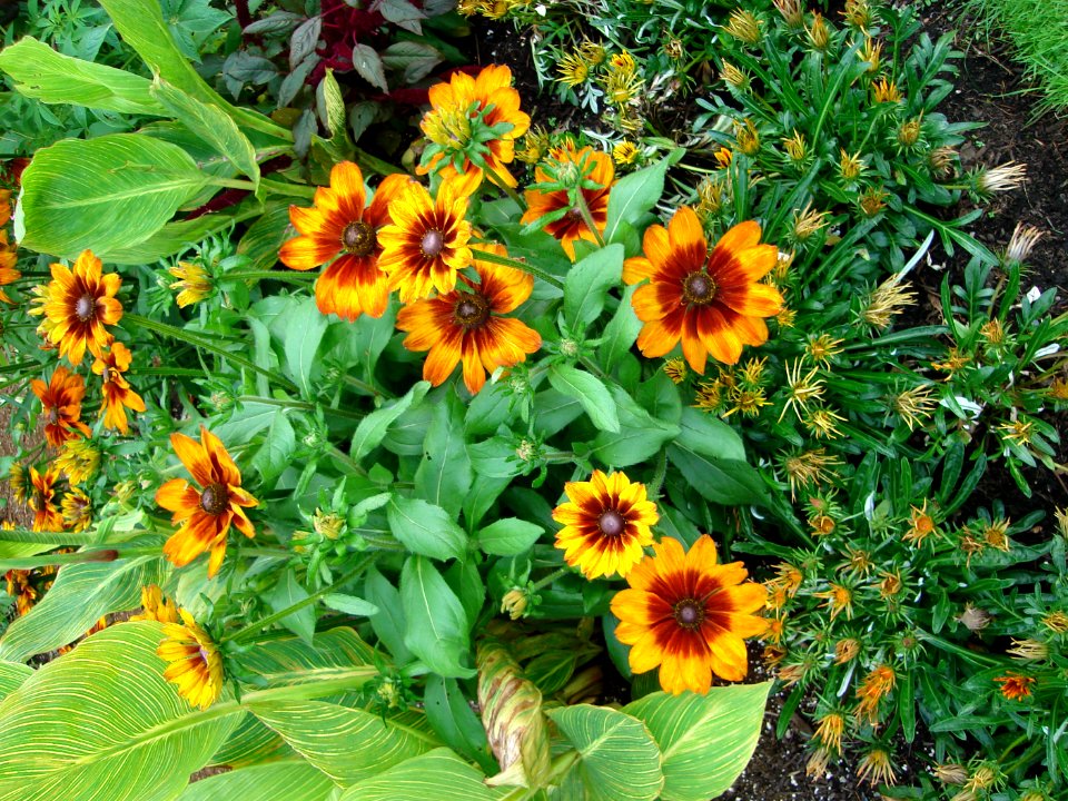 dsc04540.jpg 