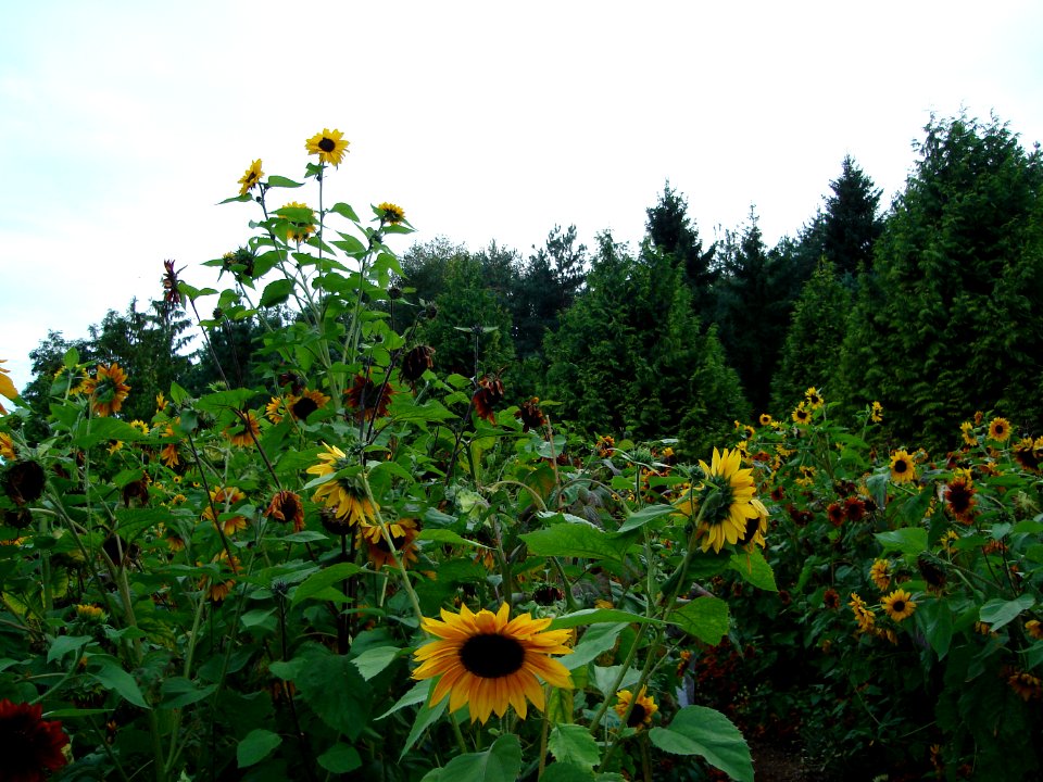 dsc04541.jpg 