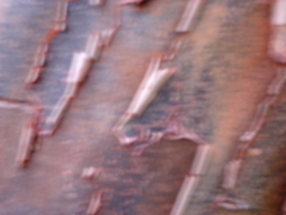dsc04515.jpg 