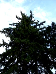dsc04555.jpg 