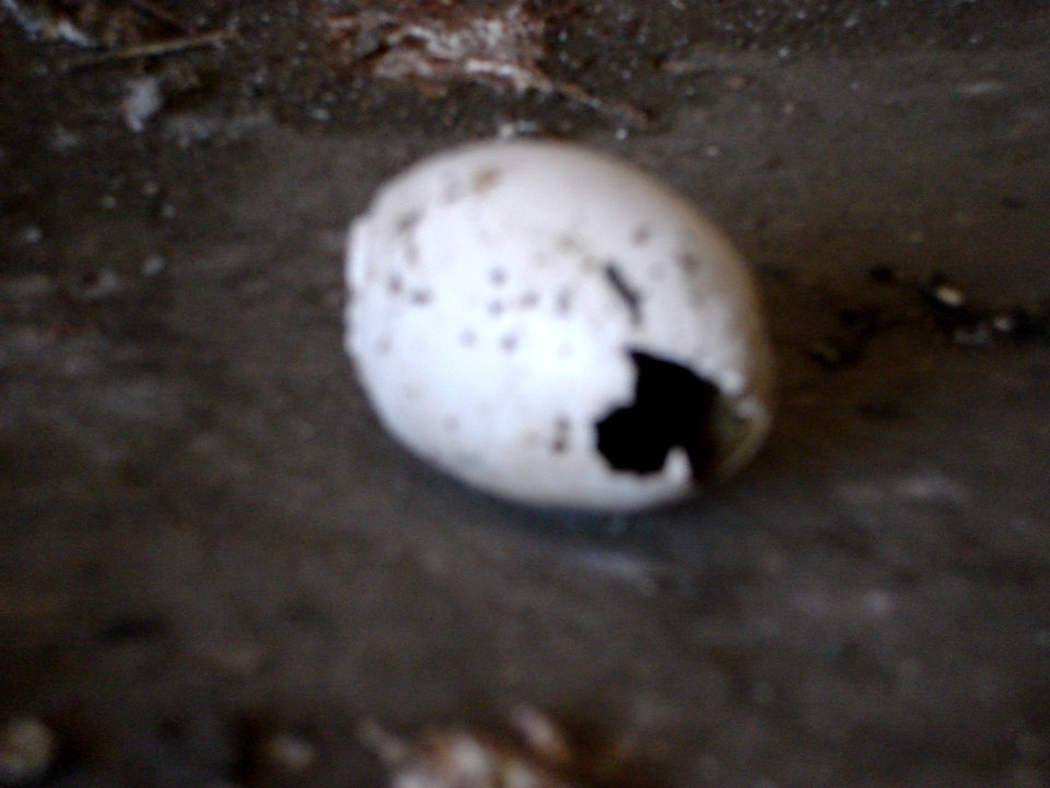 dsc04584.jpg 