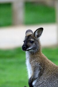 Mammal nature australian