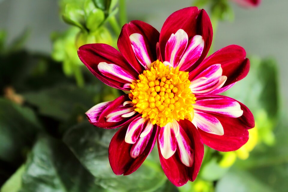 Bloom autumn flowers flower
