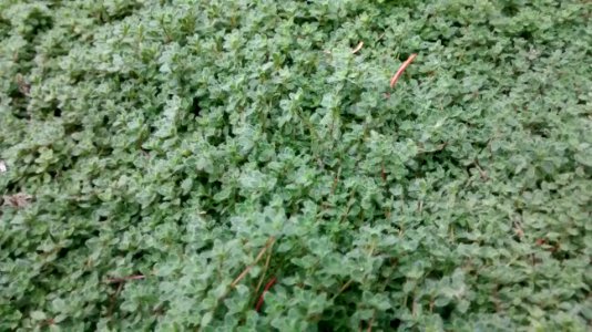 IMG_20160721_175005283 