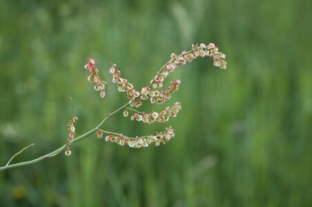 Plant nature meadow