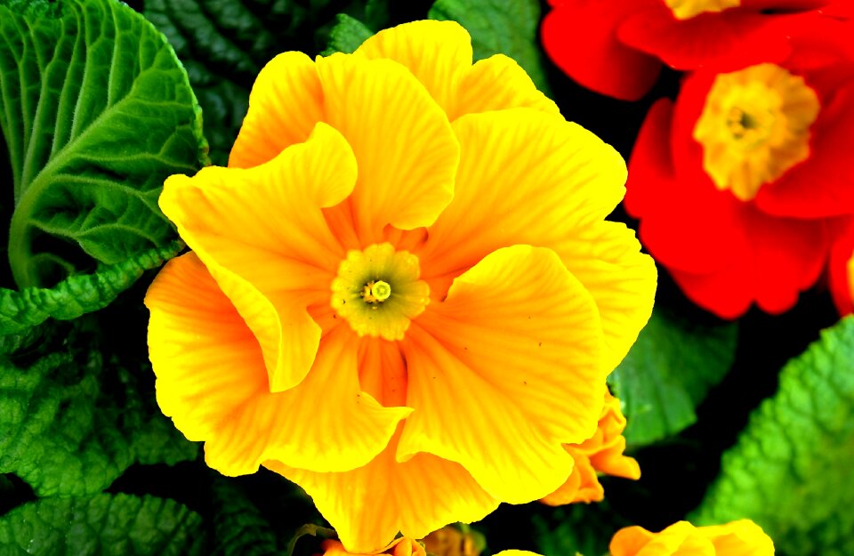 Spring flowers yellow primula