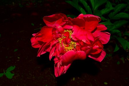 Green garden red