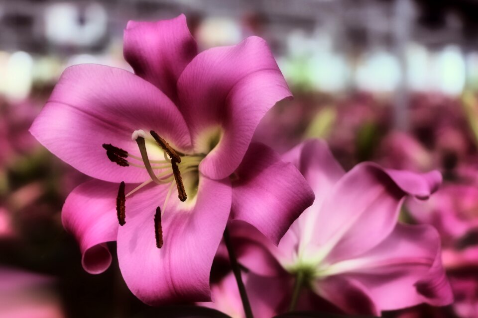 Blossom bloom flower