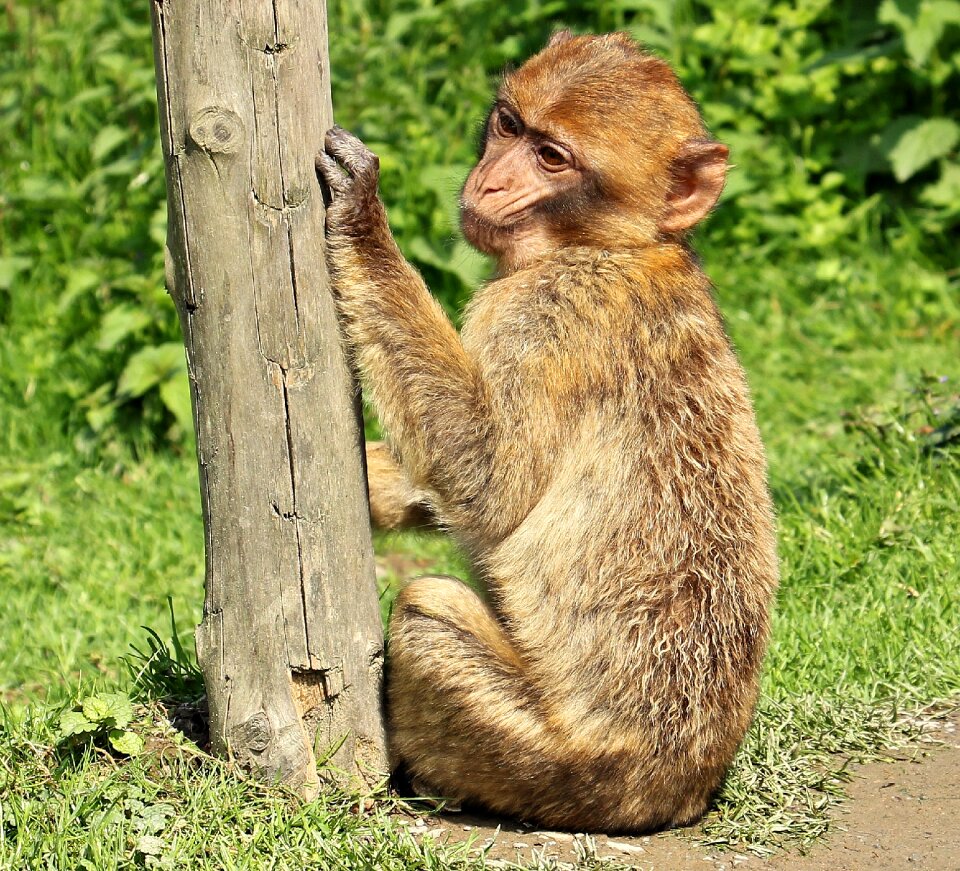 Young animal animal nature